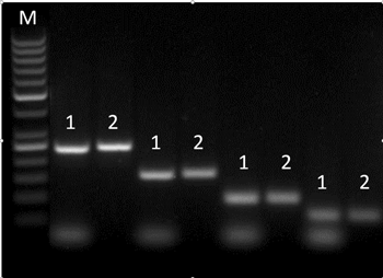 Complete primer removal down to 65 bp using NucleoSpin Gel and PCR Clean-up Midi