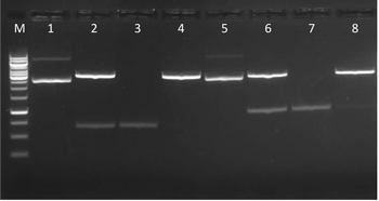 Gel extraction using NucleoSpin Gel and PCR Clean-up Midi