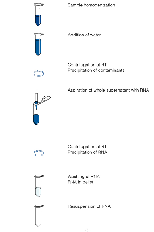 The NucleoZOL RNA isolation procedure