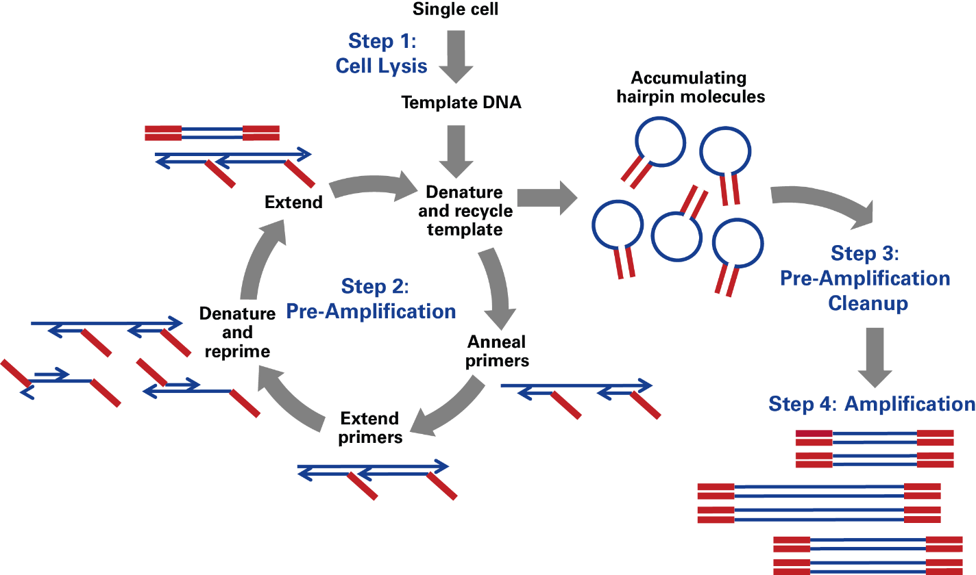 PicoPLEX Gold Single Cell DNA-Seq technology: a four-step reaction that starts with a single cell