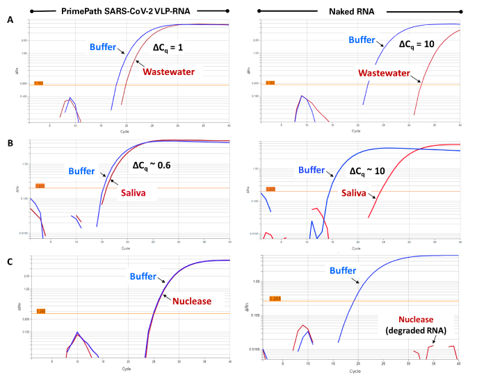 PrimePath SARS-CoV-2 VLP-RNA Control tolerates nucleases, wastewater, and saliva