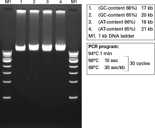 Amplification of GC-rich and AT-rich targets