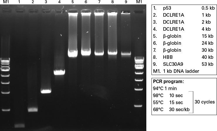 Amplification of ultra-long sequences