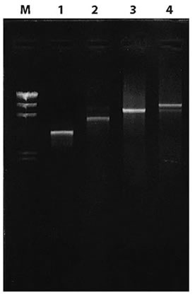 Amplification of various fragments from lambda DNA (1 ng) using Takara Taq DNA Polymerase