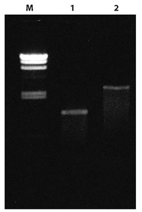 Amplification of a single-copy gene (TP53) from human placental genomic DNA (100 ng) template using Takara Taq DNA Polymerase