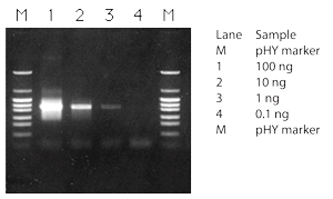 A 1 kb fragment of the G3PDH gene was amplified from 0