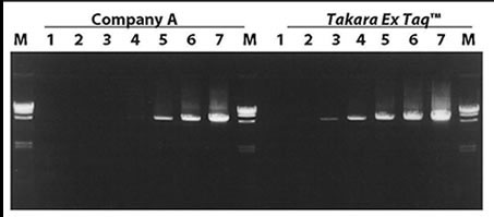 The amplification efficiencies of Takara Ex Taq HS DNA Polymerase and a high-grade hot start PCR enzyme from Company A were compared