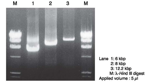 Amplification of long mRNA (approx. 12 kb) using the RNA LA PCR Kit