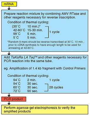 Schematic diagram of RNA PCR using the RNA LA PCR Kit, Version 1.1
