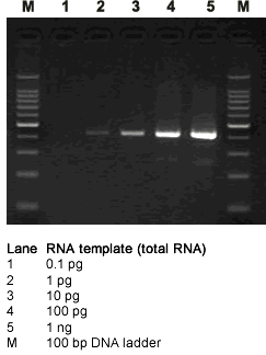 RT-PCR using various amounts of RNA template