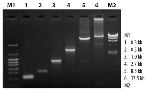 Amplification of Human Genomic DNA Targets of Varying Sizes using SpeedSTAR High speed amplification is especially valuable when amplifying large-size targets