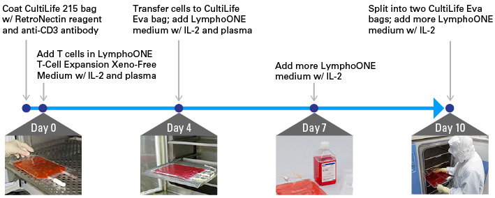 Serum-free T-cell expansion protocol schematic