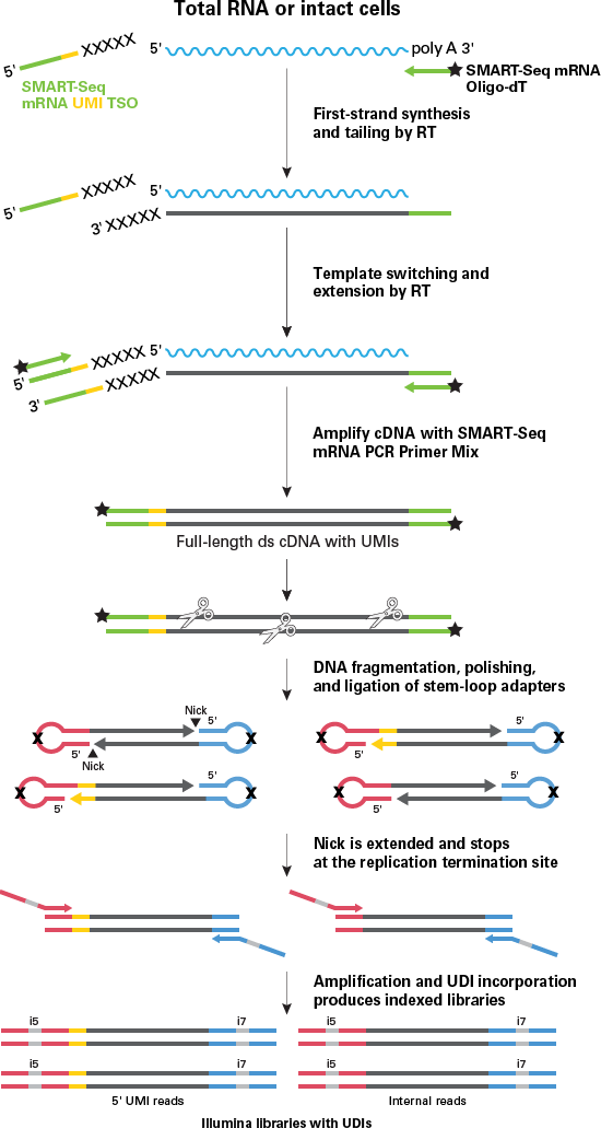 cDNA synthesis and library prep chemistry