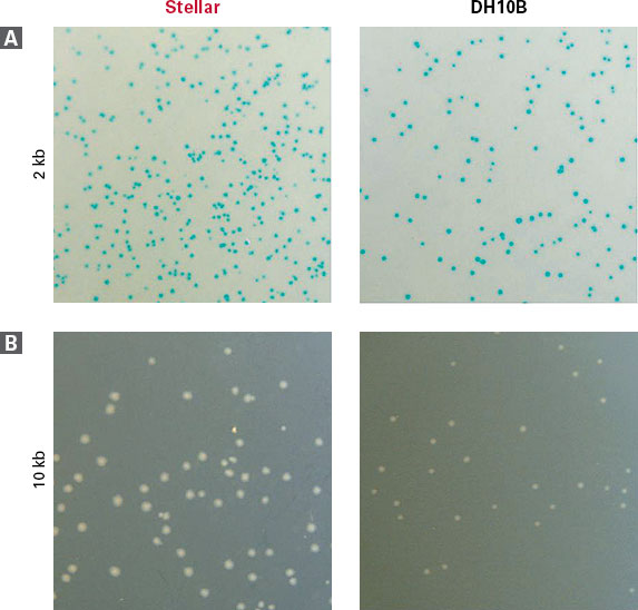 Stellar Competent Cell colonies showed a faster growth rate than DH10B colonies