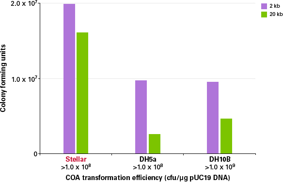 Stellar Competent Cells provided the highest transformation efficiencies for all the ligation reaction mixtures tested.