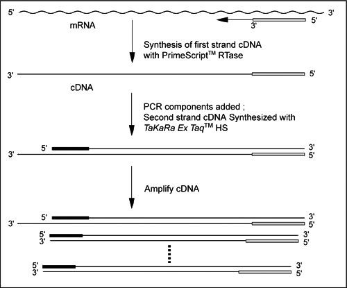Principle of PrimeScript RT-PCR Kit