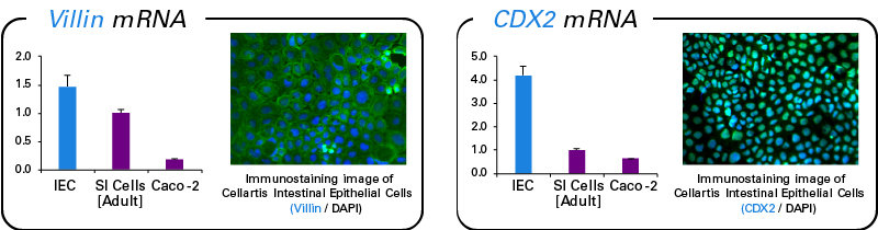 Expression of the intestinal epithelial markers villin and CDX2