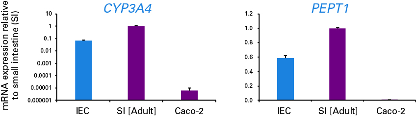 Expression of drug metabolizing enzyme CYP3A4 and drug transporter PEPT1 mRNAs