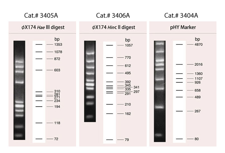 Migration patterns of pHY Marker DNA Ladder (Cat.# 3404A), PhiX174-Hae III Digest DNA Ladder (Cat.# 3405A), and PhiX174-Hinc II Digest DNA Ladder (Cat.# 3406A).