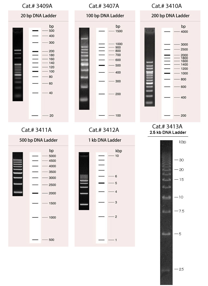 Migration patterns of 20 bp DNA Ladder (Cat.# 3409A), 100 bp DNA Ladder (Cat.# 3407A), 200 bp DNA Ladder (Cat.# 3410A), 500 bp DNA Ladder (Cat.# 3411A), 1 kb DNA Ladder (Cat.# 3412A), and 2.5 kb DNA Ladder (Cat.# 3413A).