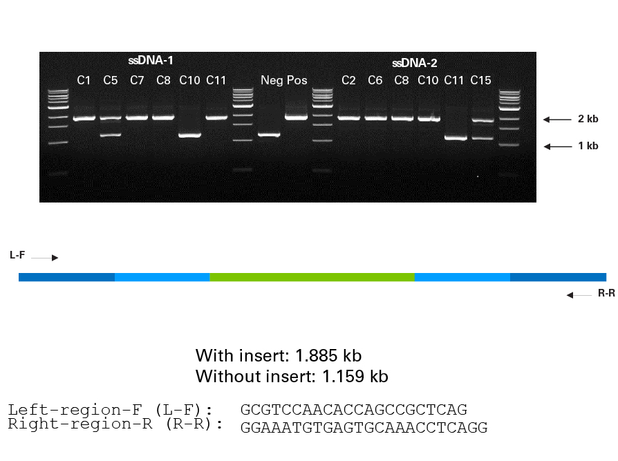 PCR analysis of AcGFP1 knockin at the SEC61B locus in clonal populations isolated by FACS