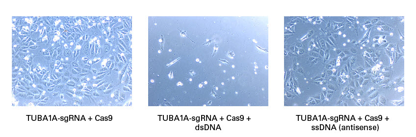Toxicity comparison for electroporation of dsDNA or ssDNA
