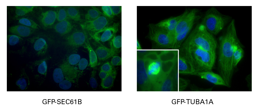 In vivo expression of AcGFP1 fusion proteins in cells edited using Cas9-sgRNA RNPs and ssDNA HDR templates