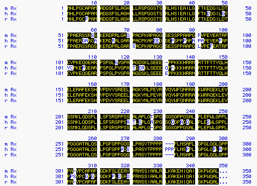 Alignment of peptide sequences from several Rx homologs