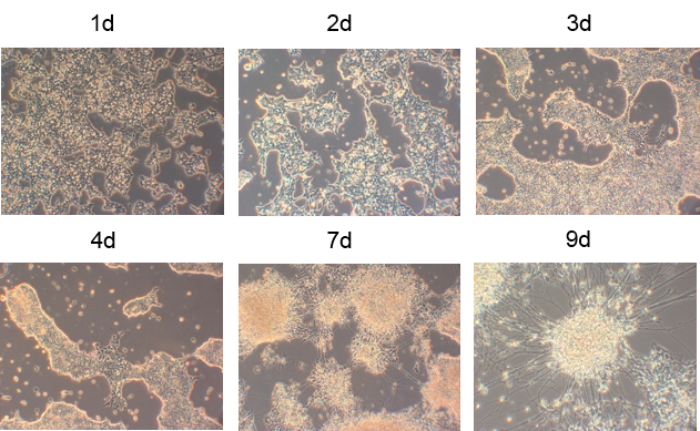 Neural differentiation of mouse embryonic stem cells cultured in adherent monoculture conditions with NDiff 227 medium
