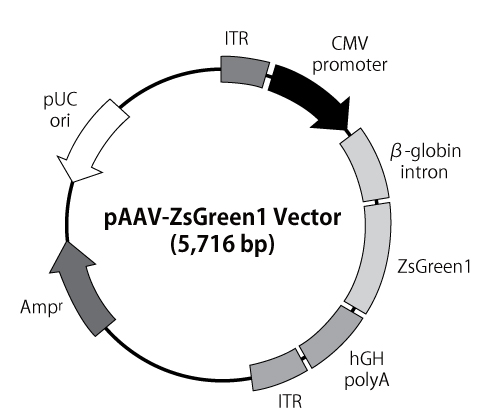 pAAV-ZsGreen1 vector map