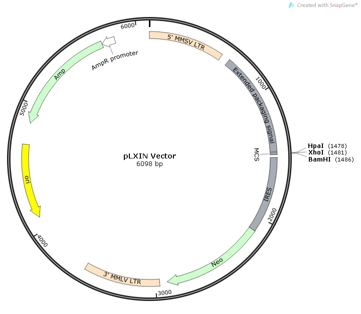 pLXIN Vector map