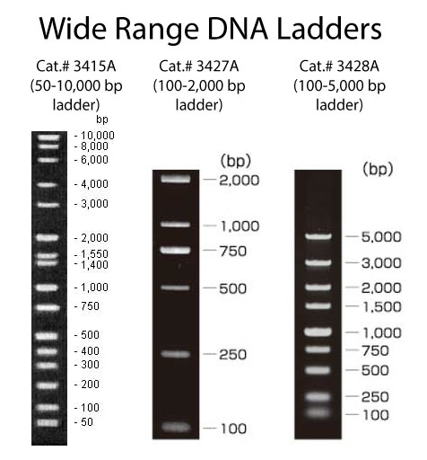 Migration patterns for Wide Range DNA Ladders: Cat.# 3415A (50-10,000 bp), Cat.# 3427A (100-2,000 bp), and Cat.# 3428A (100-5,000 bp)